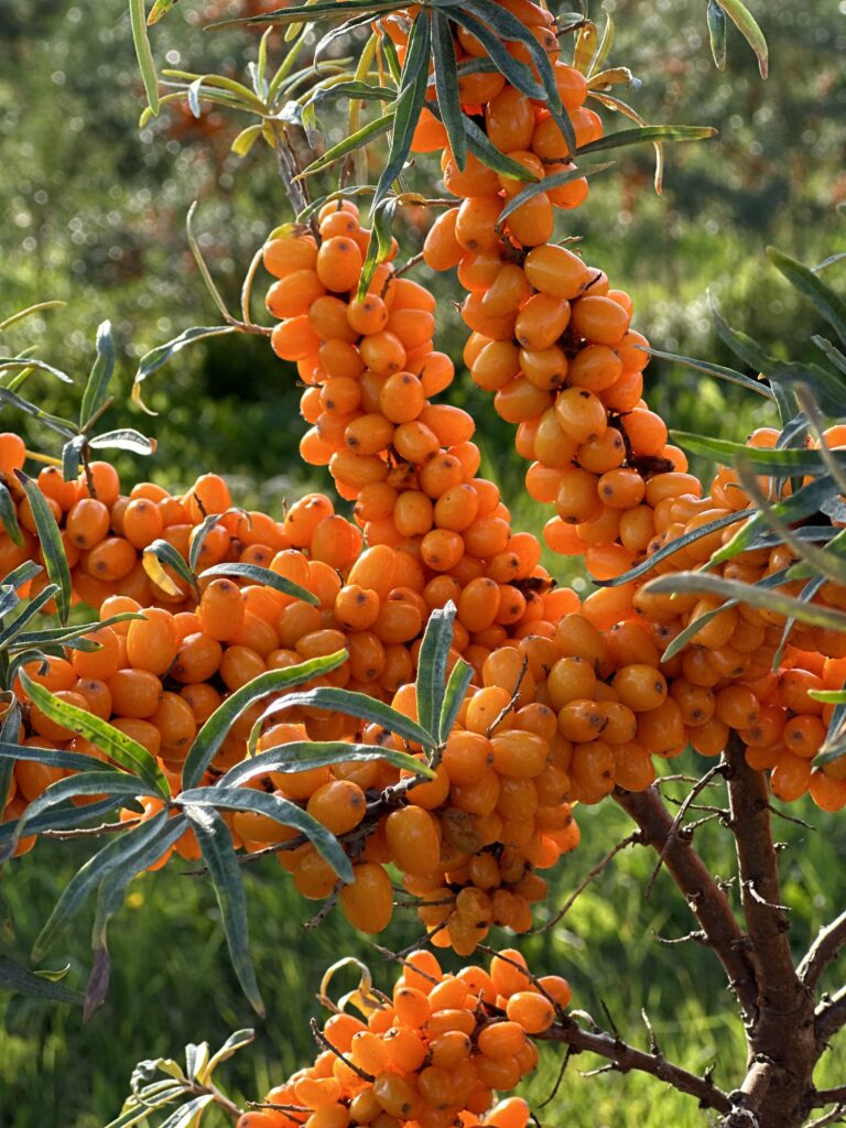 Seabuckthorn oil standard approved
